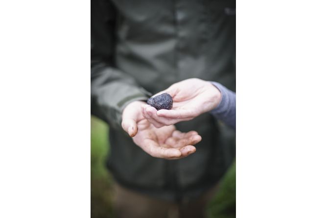 Découvrez le monde secret des truffes