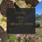 Offre - Gîte et Dégustation truffe noire