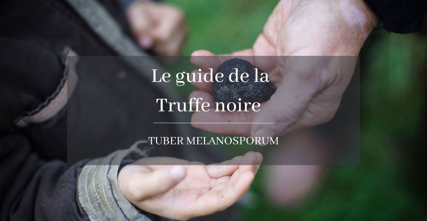 Le guide de la truffe noire