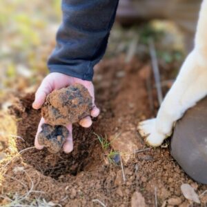 Initiation à la truffe noire : du cavage à la dégustation